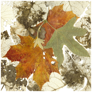 Catalog Button Botanical Collage